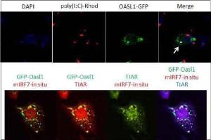 그림 31. Oasl1 이 poly(l:C) 직접 감지하고 IRF7 mRNA와 함께 stress granule로 들어감을 확인