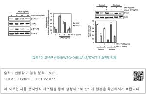 [그림 10] 고년근 산양삼(WSG-O)의 JAK2/STAT3 신호전달 억제