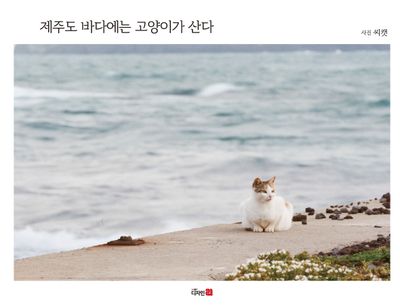 제주도 바다에는 고양이가 산다